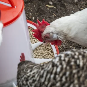 Poultry Feeder 6kg – Pack of 2